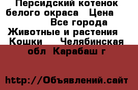 Персидский котенок белого окраса › Цена ­ 35 000 - Все города Животные и растения » Кошки   . Челябинская обл.,Карабаш г.